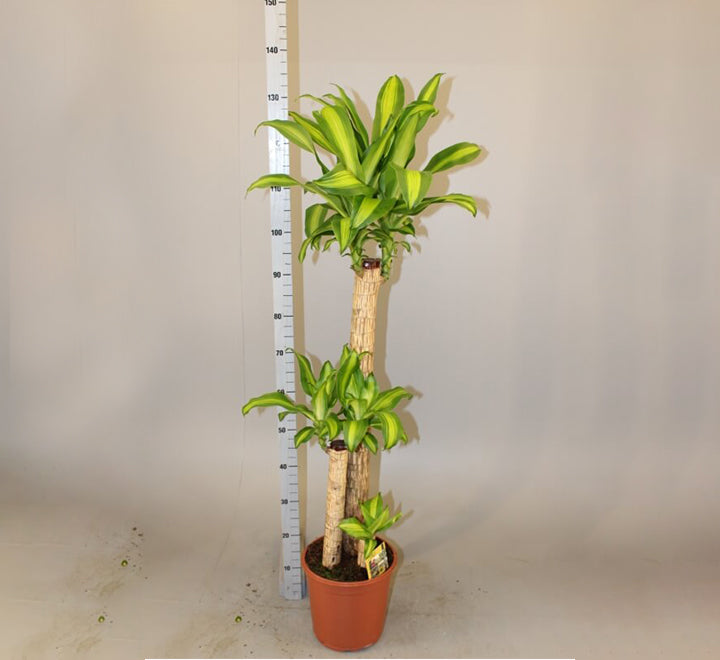 Dracaena fragrans  "Massangeana"