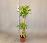 Dracaena fragrans  "Massangeana"
