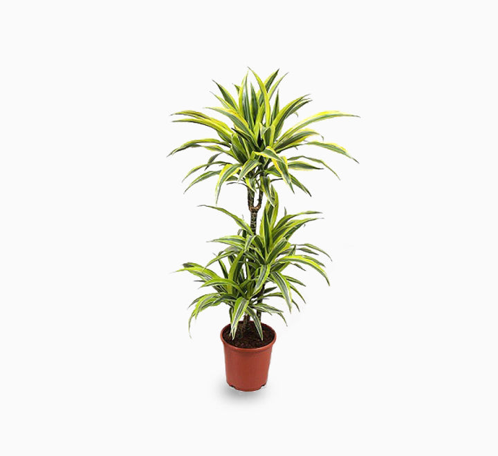 Dracaena fragrans  "Golden Coast"