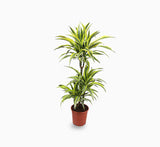 Dracaena fragrans  "Golden Coast"