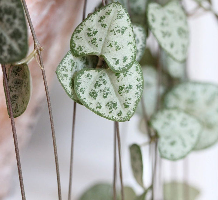 Ceropegia woodii or String of Hearts