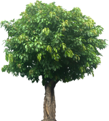 Ficus infectoria-virens "White Fig"
