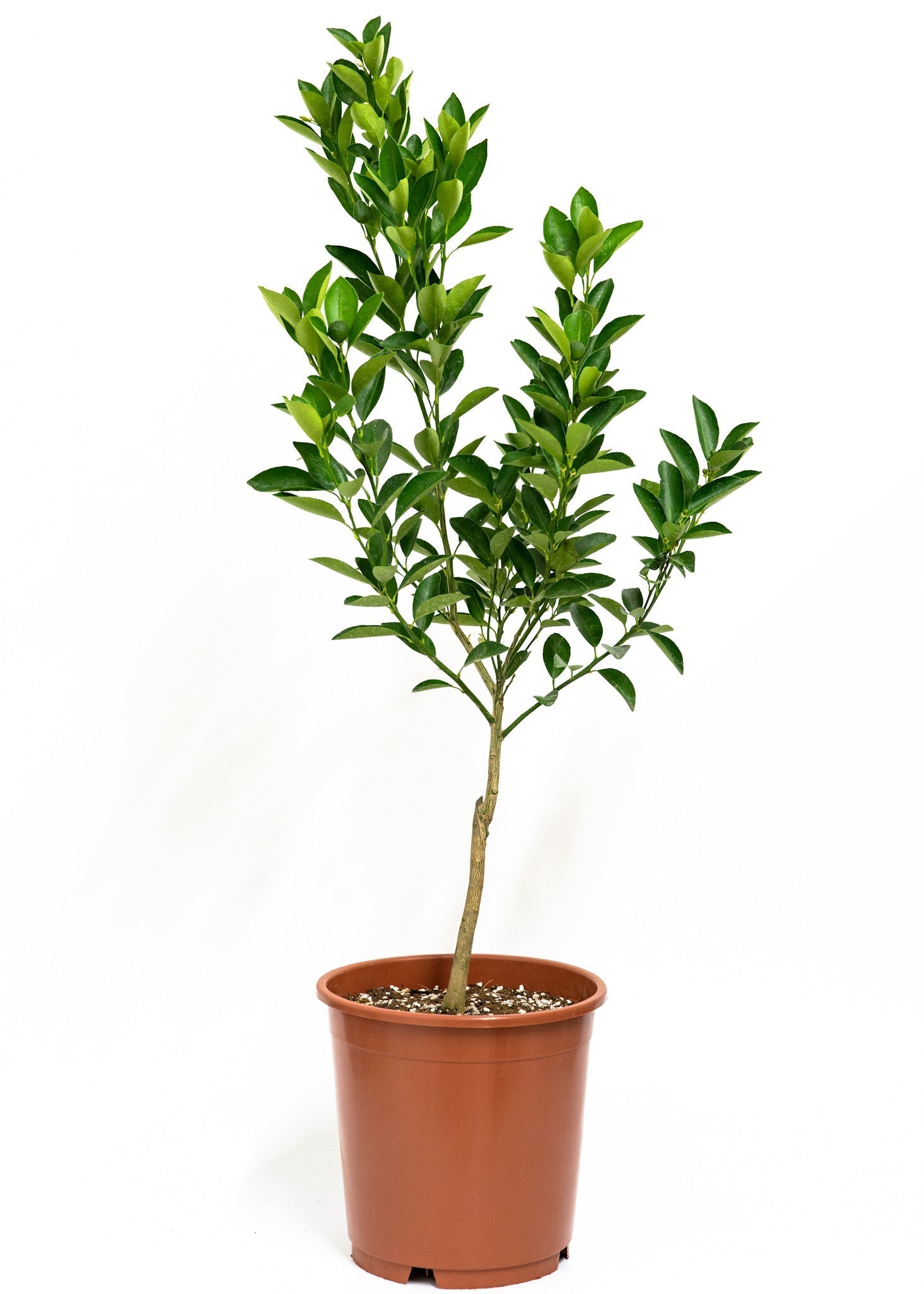 Citrus Microcarpa "Calamansi Citrus Microcarpa" 0.4-0.6 m