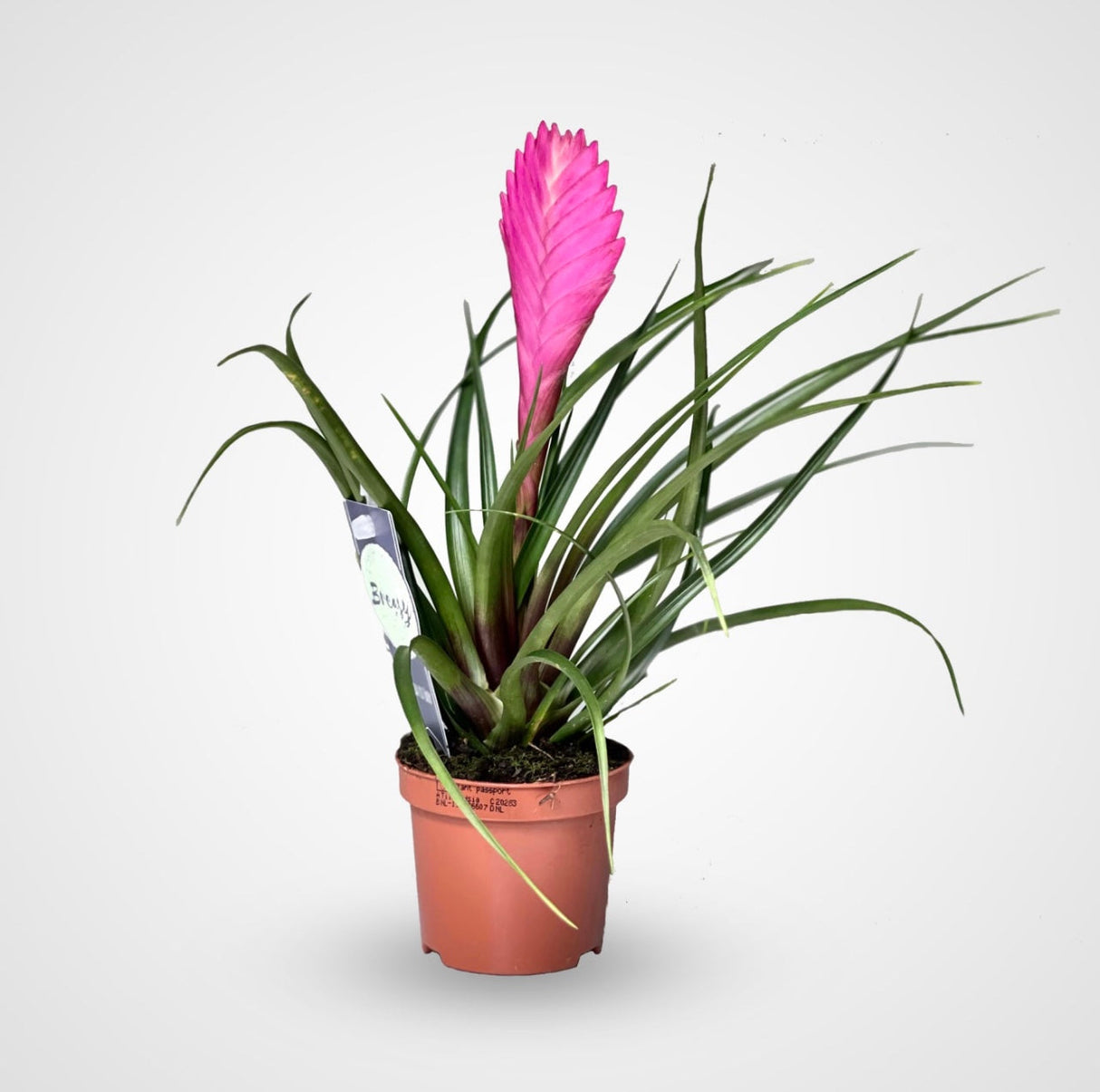 Tillandsia Cyanea Pink Quill "Healthy Indoor Plant"