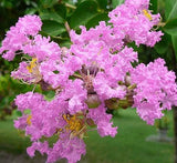 Lagerstroemia indica "Crape Myrtle" 1.5-1.8m