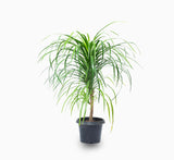 Dracaena draco Order Online in UAE