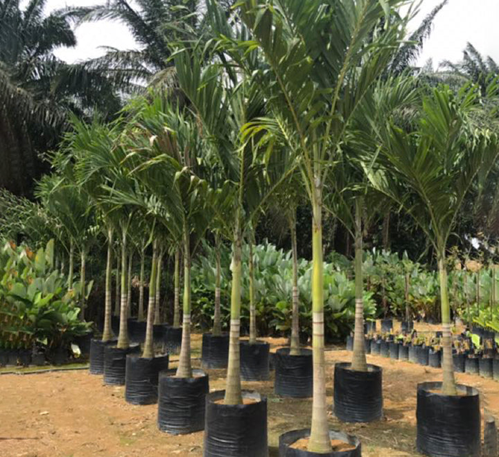 Veitchia merrillii "Manila Palm"
