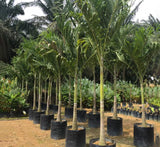 Veitchia merrillii "Manila Palm"