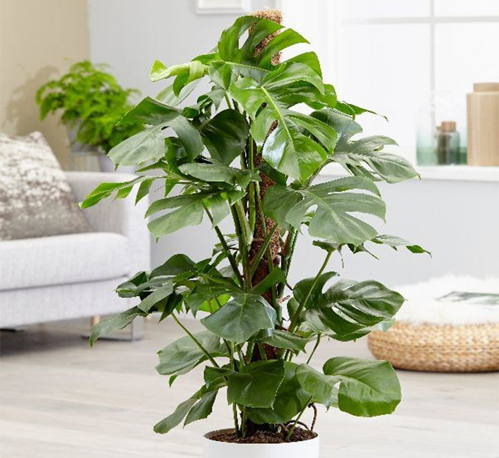 Monstera deliciosa "The Hurricane or Swiss Cheese Plant"