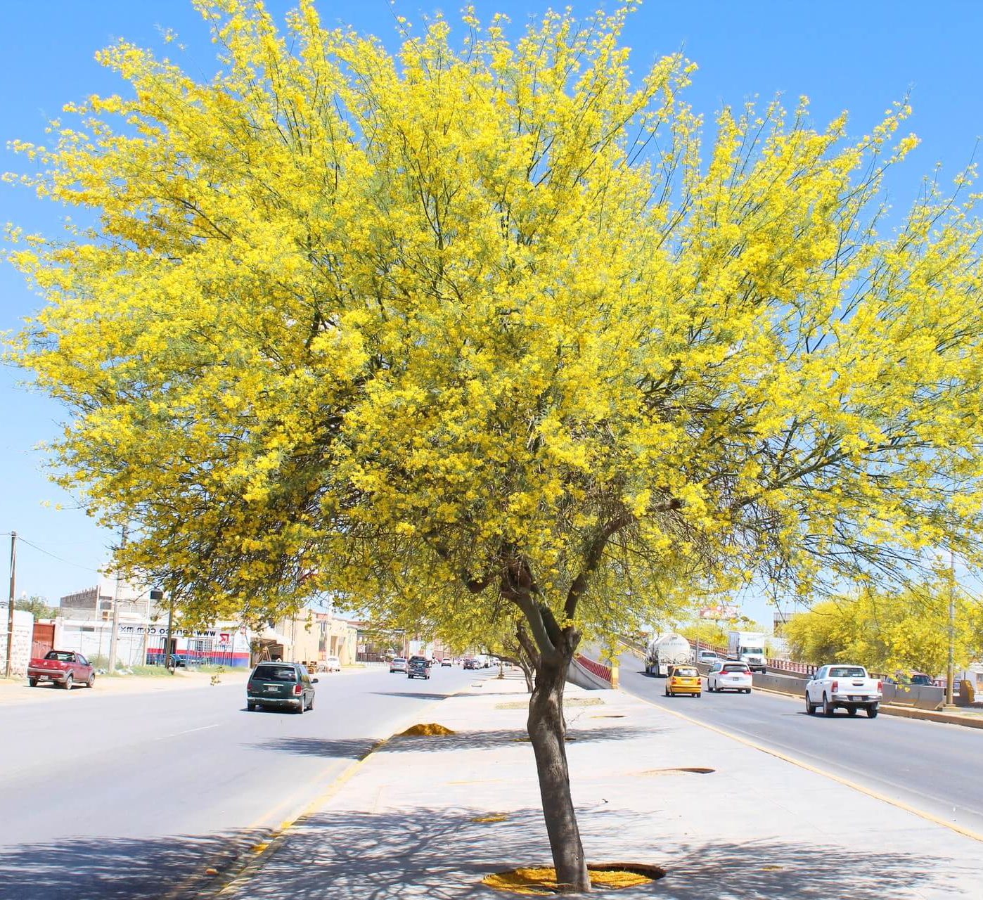 Parkinsonia aculeata, Jerusalem thorn tree