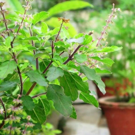 Ocimum tenuiflorum/Tulsi plant/Holy Basil