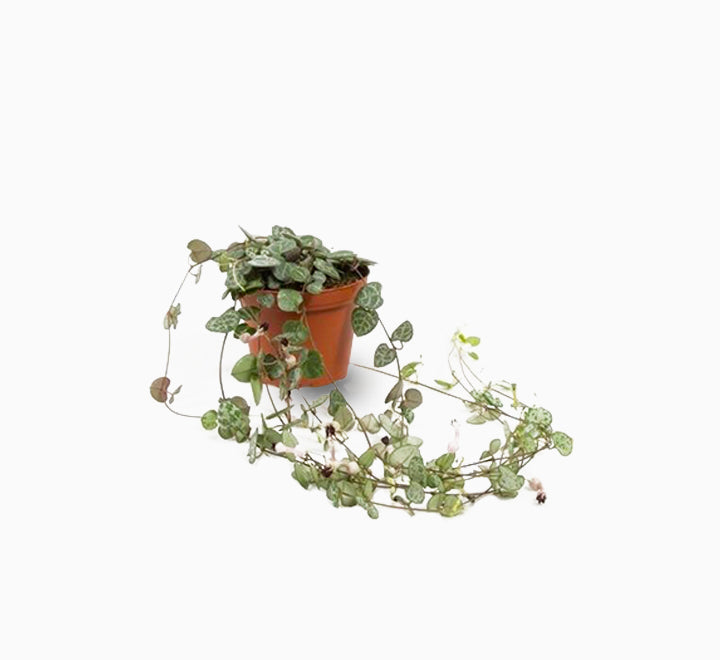 Ceropegia woodii or String of Hearts