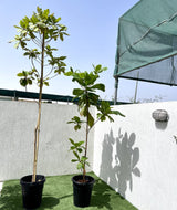 Terminalia catappa "Indian Almond Tree" شجرة اللوز الهندية