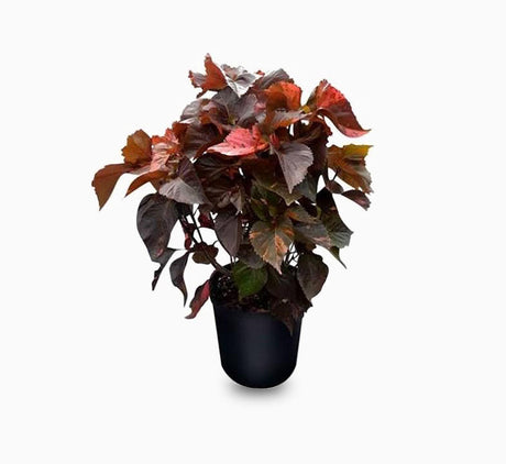 Acalypha wilkesiana "Tri Color"